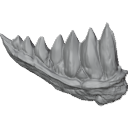 MG_-_Teeth_80