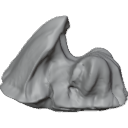 MG_-_Teeth_85