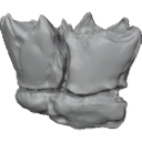 MG_-_Teeth_90