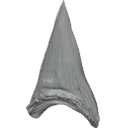 MG_-_Teeth_95