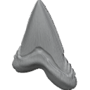 MG_-_Teeth_96