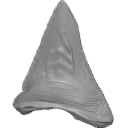 MG_-_Teeth_98