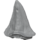 MG_-_Teeth_99