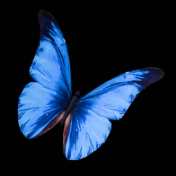 Blue Butterfly