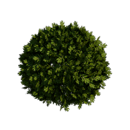 Boxwood_1