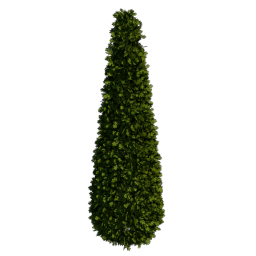 Boxwood_2
