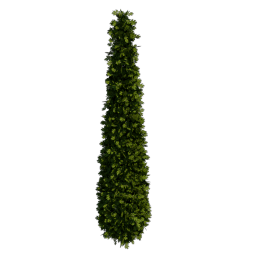 Boxwood_3