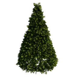 Boxwood_4