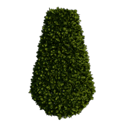 Boxwood_5