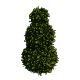 Boxwood_6