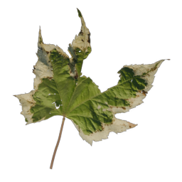 Green Leaf 01