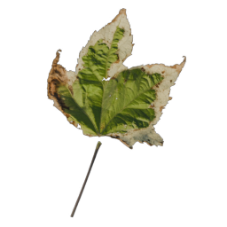 Green Leaf 02