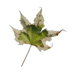 Green Leaf 03