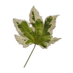 Green Leaf 04
