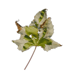 Green Leaf 05