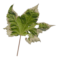 Green Leaf 06