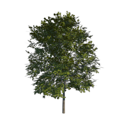Green Tree 01