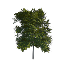 Green Tree 02