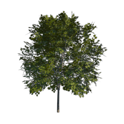 Green Tree 03