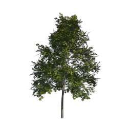 Green Tree 04