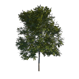 Green Tree 05