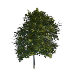 Green Tree 06