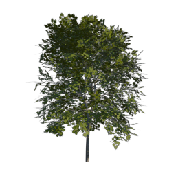 Green Tree 07