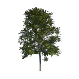 Green Tree 08