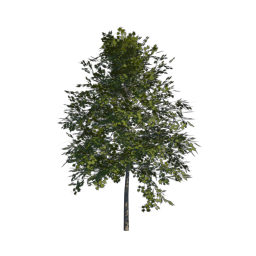 Green Tree 09