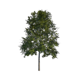 Green Tree 10