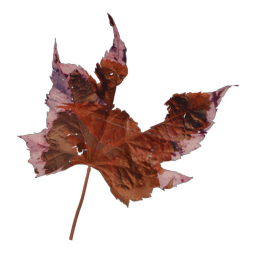 Red Leaf 01