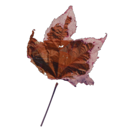 Red Leaf 02