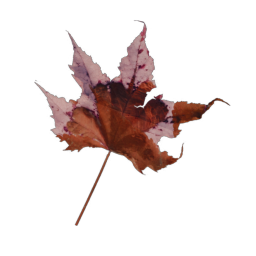 Red Leaf 03