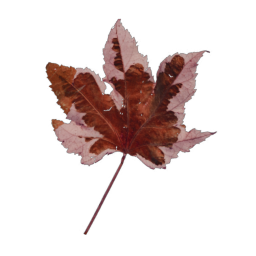 Red Leaf 04