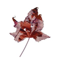 Red Leaf 05