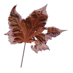 Red Leaf 06