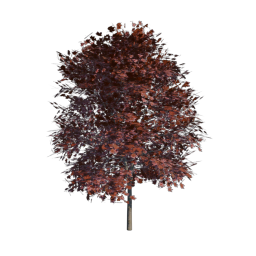Red Tree 01