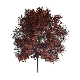 Red Tree 03