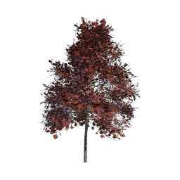 Red Tree 04