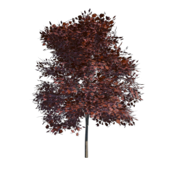 Red Tree 05
