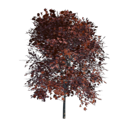 Red Tree 07