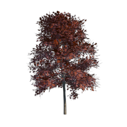 Red Tree 08