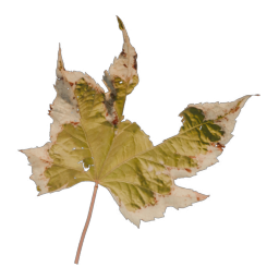 Yellow Leaf 01