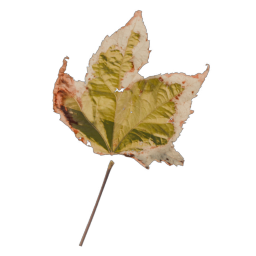 Yellow Leaf 02