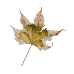 Yellow Leaf 03