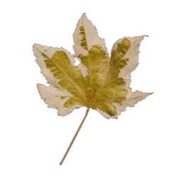 Yellow Leaf 04