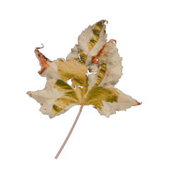 Yellow Leaf 05