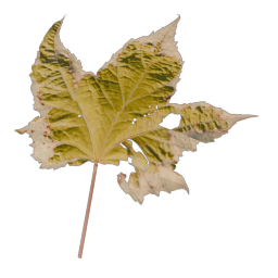 Yellow Leaf 06