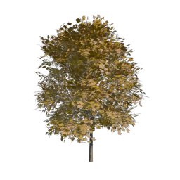 Yellow Tree 01