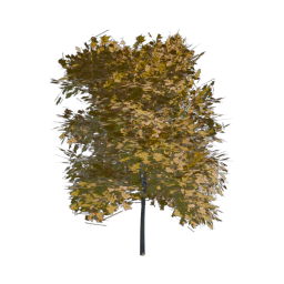 Yellow Tree 02